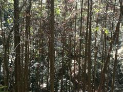 -广州市流溪河国家森林公园