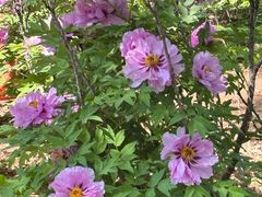 -洛阳市隋唐城遗址植物园