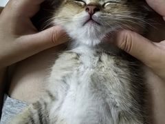 -中农国际动物医院24小时·猫科·骨科·急重症中心