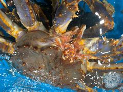 帝王蟹-盒马鲜生(大行宫店)