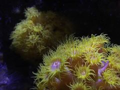 -悉尼海洋生物水族馆