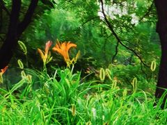 -大兴滨河森林公园