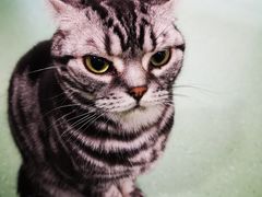 -藦茜花园宠物主题亲子互动体验馆(国顺东路店)