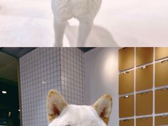 -柴务处·柴犬主题狗咖