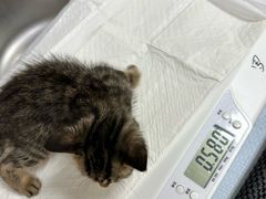 -美联众合动物医院·24h转诊中心
