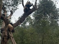 -都江堰中华大熊猫苑
