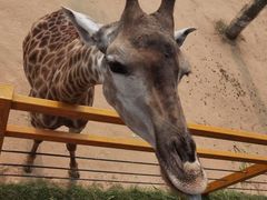 -西霞口神雕山野生动物世界