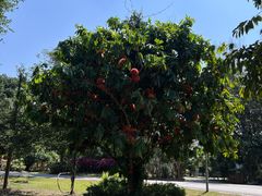 -中国科学院西双版纳热带植物园
