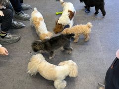 -有喵·猫咖·狗咖·30几只猫10只小狗(岗厦店)
