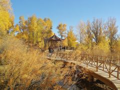 -金塔沙漠胡杨林景区
