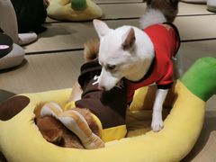 -逗柴咖啡屋·狗咖猫咖宠物桌游