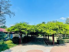 -嘉定紫藤园
