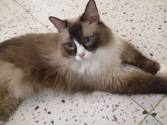 -猫域·湾主题猫咖·宠物吧(南坪城市广场店)