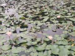 -花溪公园