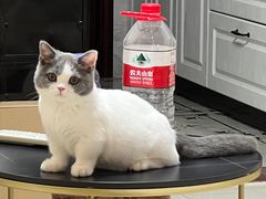 -lincat·猫舍(广州店)