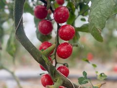 -桃园农庄·桃源宴