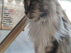 -瞄一喵猫咖(格力海岸店)