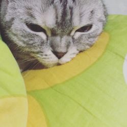 -飛凡TATTOO纹身•原创