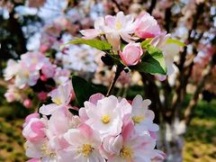 -海棠花溪(元大都城垣遗址公园)