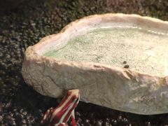 -上海大自然野生昆虫馆(东方明珠·爬宠昆虫探索中心)