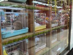 -宠物兔专门店(天丰利市场店)