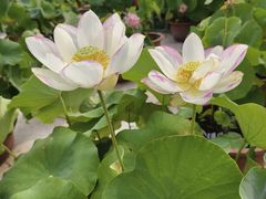 -莲花池公园