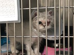-美联众合动物医院·24h京西诊疗中心