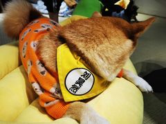 -逗柴咖啡屋·狗咖猫咖宠物桌游