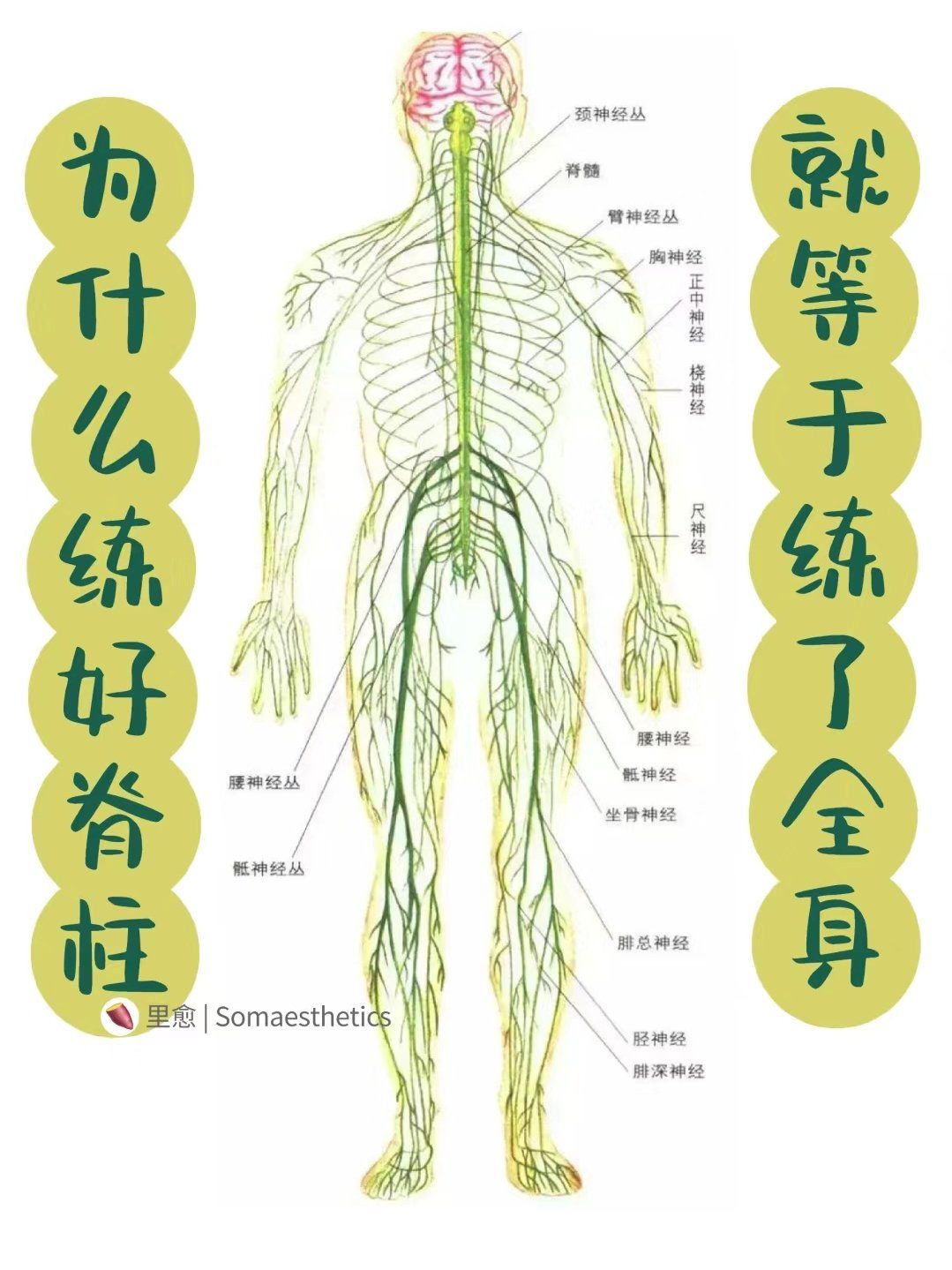 为什么练好脊柱,就等于练了全身
脊神经从脊柱出发
延伸至四肢

