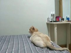 -喜多萌中农锦绣动物医院24H·猫科·牙科MRI·CT