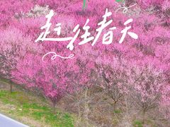 -官亭林海