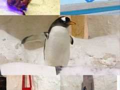 -大连圣亚海洋世界