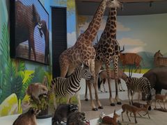 -陕西自然博物馆