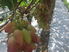 -金谷域澳洲庄园