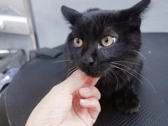 -宠福鑫康馨动物医院·骨科·眼科