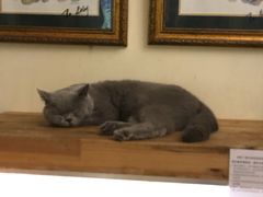 -more than meow吴止猫主题餐厅(承德 中船汇店)