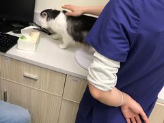 -凯特喵百思猫专科医院