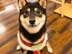 -豆柴町-柴犬主题狗咖(红鼎国际C座店)