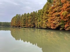 -上海海湾国家森林公园