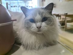 -藏猫猫咖啡主题馆(中央大道店)