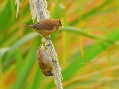 -芒洲湿地公园