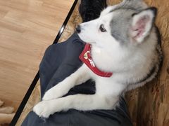 -Husky Go! 哈士奇体验馆·宠物咖啡厅狗咖