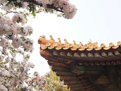 -故宫博物院(故宫)