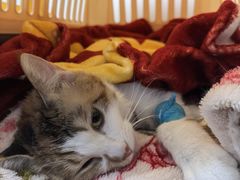 -纳吉亚猫专科动物诊疗中心(蒋宅口分院)