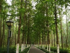 -合肥滨湖国家森林公园