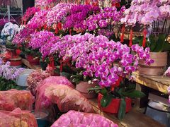 -龙大花卉苗木市场