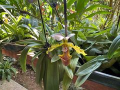 -中国科学院西双版纳热带植物园