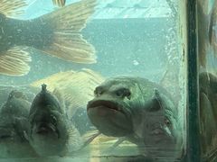 -煲来饱去冷水鱼