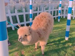 -Blue Concept Cafe&Farm·關於藍