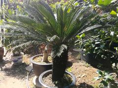 -龙大花卉苗木市场